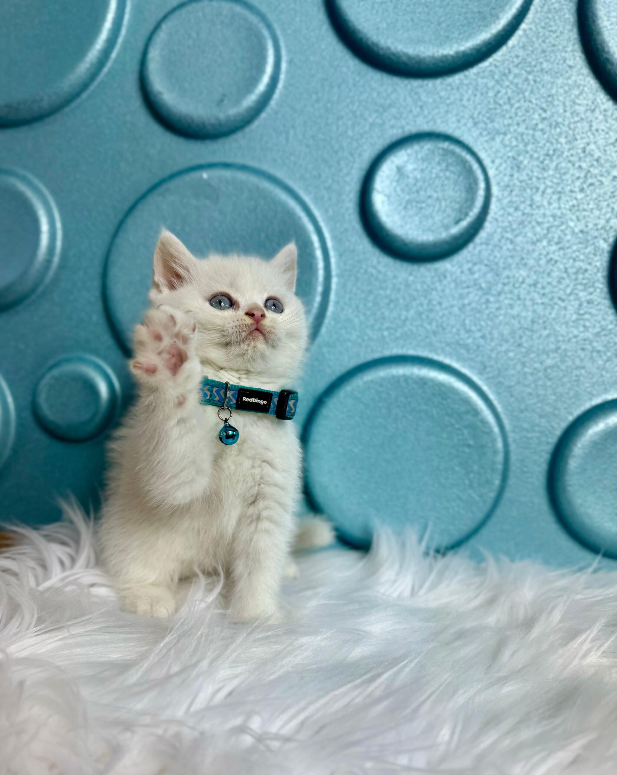 Sakin ve Uyumlu British Shorthair Kediler