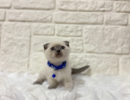 Sevimliliğiyle Gönülleri Fetheden British Shorthair Dünyası