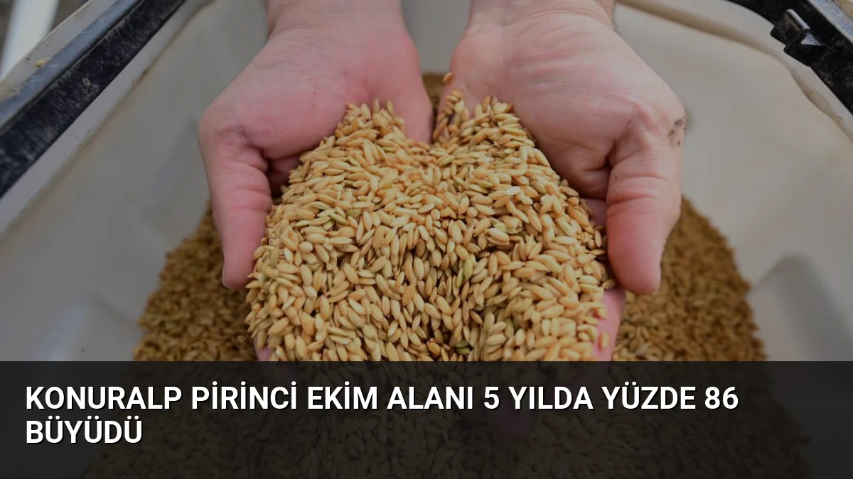 Konuralp Pirinci Ekim Alanı 5 Yılda Yüzde 86 Büyüdü